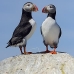 puffin_atlantic_msi_v_2526_can1894.jpg